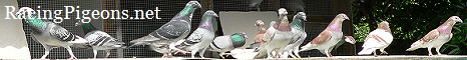 Спортни гълъби - RacingPigeons.net