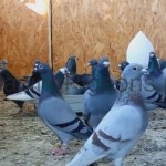 спортни гълъби едногодишни вдовци състезания