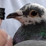 Състезателен гълъб е по-бърз от интернет