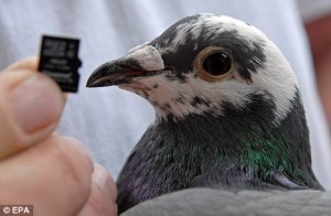 Състезателен гълъб е по-бърз от интернет