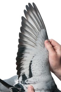 Селекция и подобряване на линията при спортните гълъби