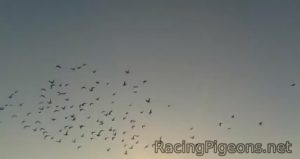 Как влияе високата температура на спортните гълъби по време на полет