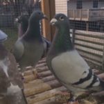 Чифтосване на гълъбите от един пол при метода на вдовството