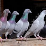 Важни стъпки при отглеждането на спортни гълъби