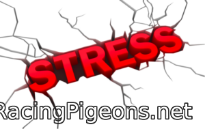 спортни гълъби и стрес
