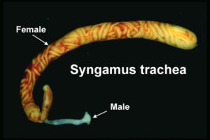 прозявъчен червей syngamus trachealis