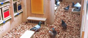 Гълъбарник за спортни гълъби - Микроклимат