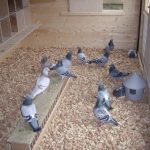 Строене на гълъбарник за спортни гълъби - Микроклимат