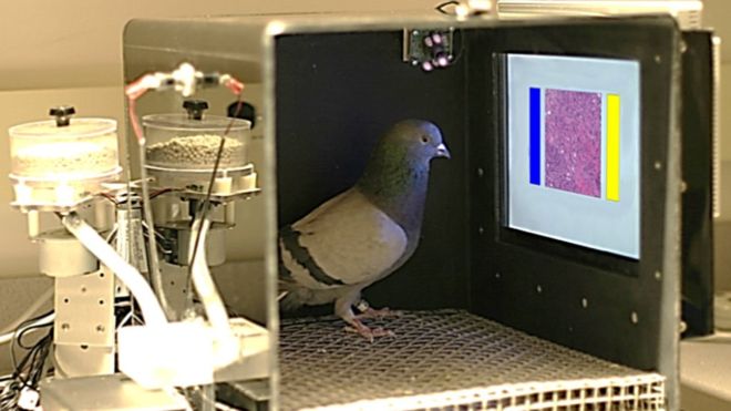 Гълъбите могат да идентифицират рака на гърдата